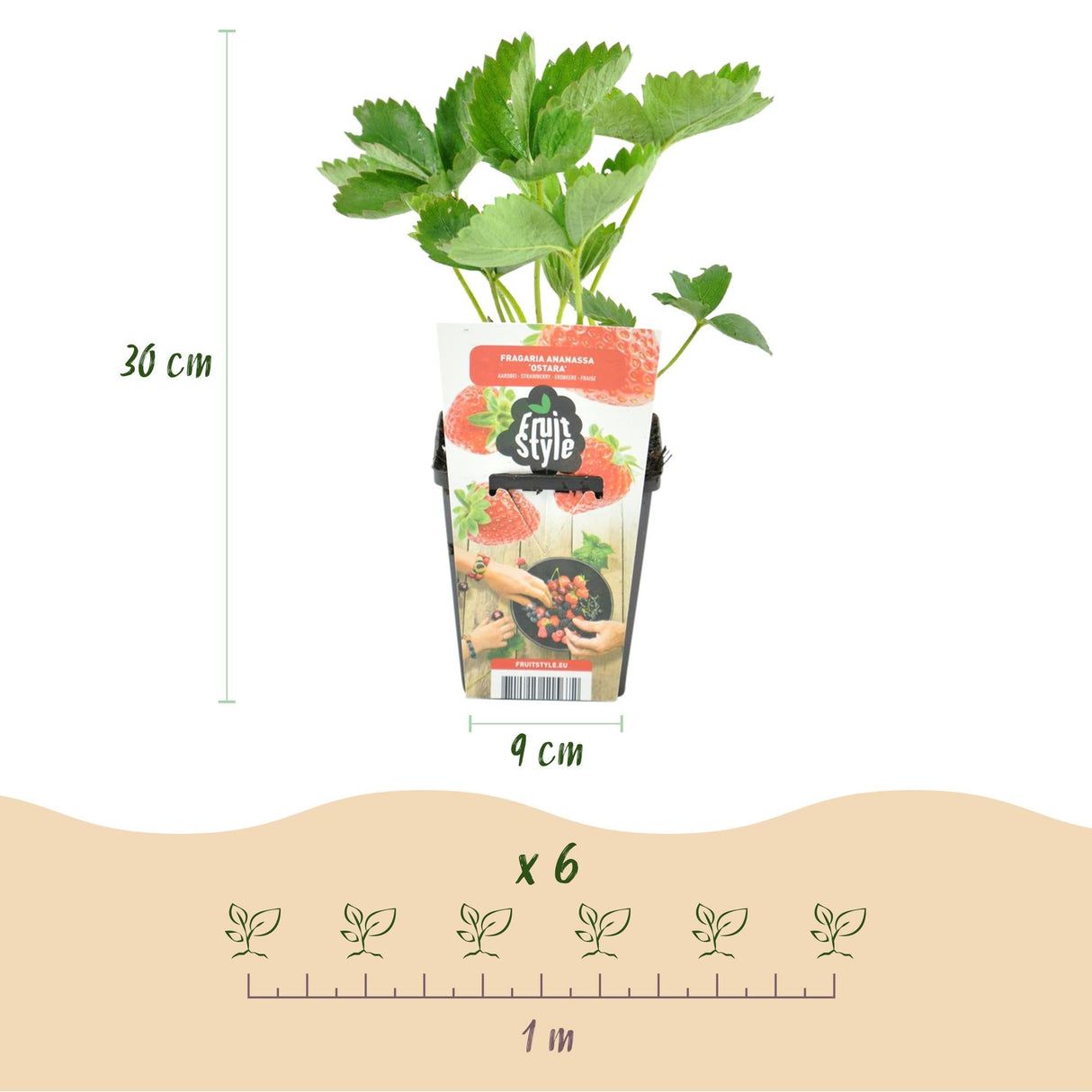 Livraison plante Fraisier Elsanta – Lot de 3 – Pot 9 cm