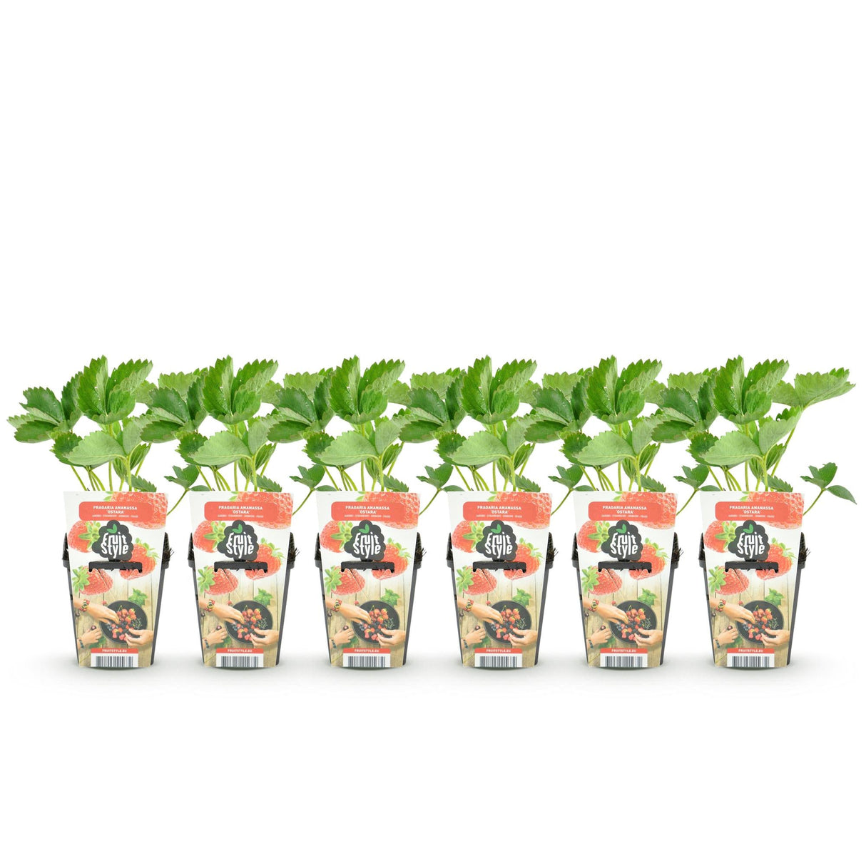 Livraison plante Fraisier Maxim – Lot de 6 – Pot 9 cm