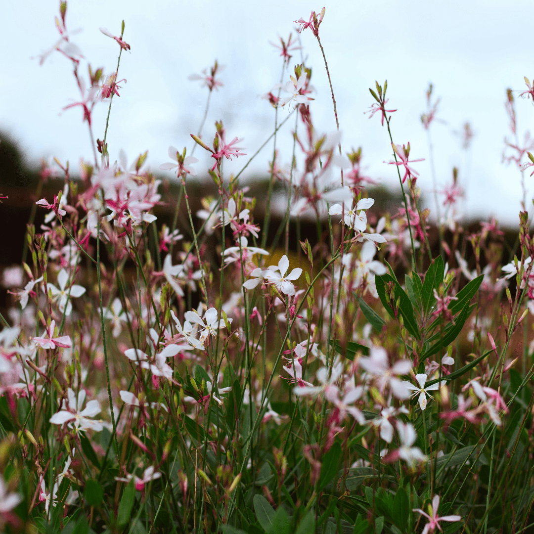 Livraison plante Gaura blanche papillon