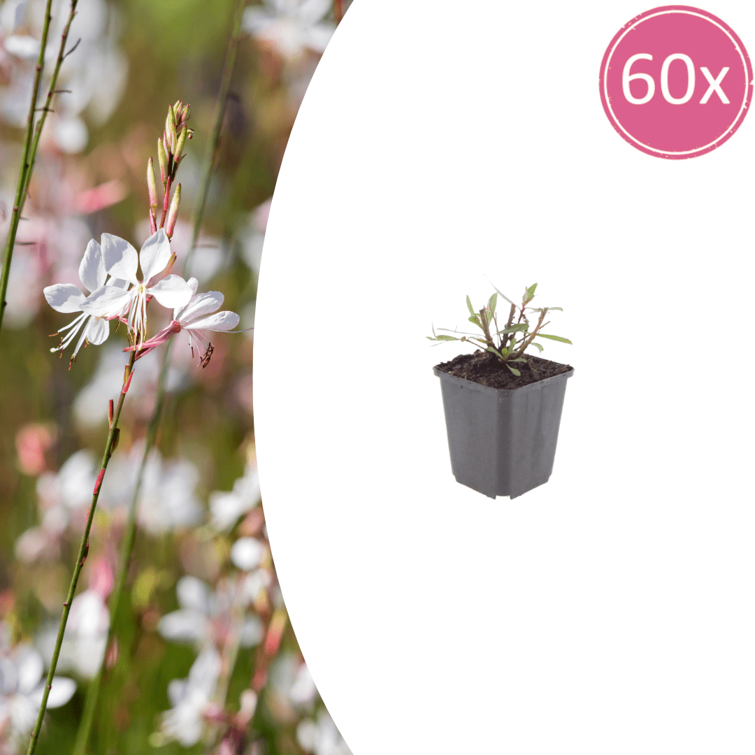 Livraison plante Gaura blanche papillon