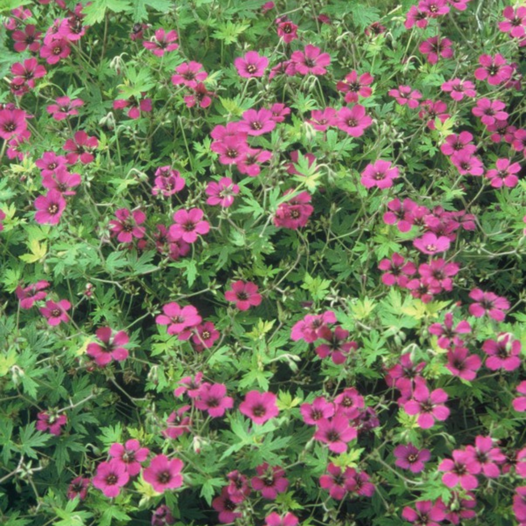 Livraison plante Geranium Bevans