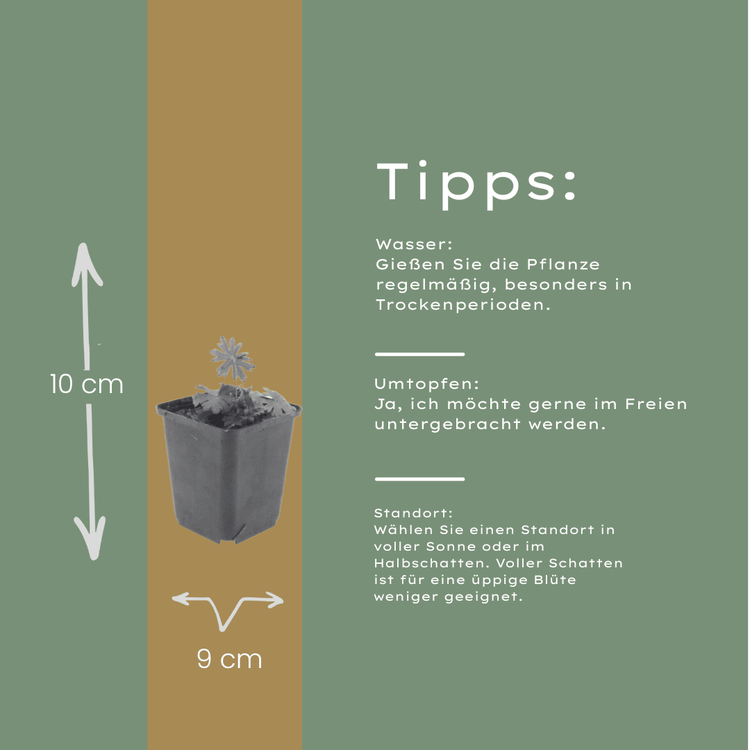 Livraison plante Geranium sanguiné