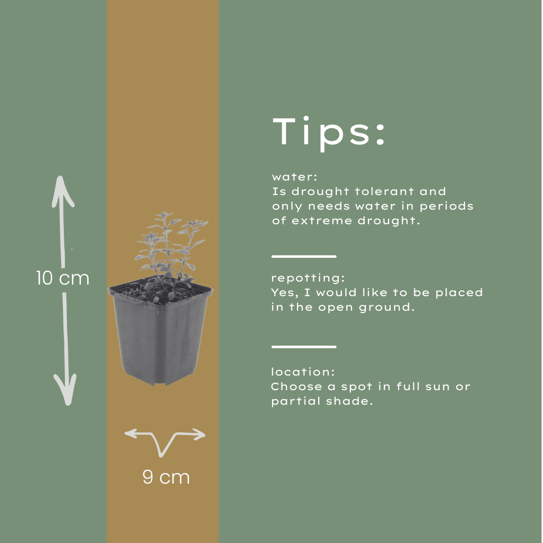 Livraison plante Germandrée luisante