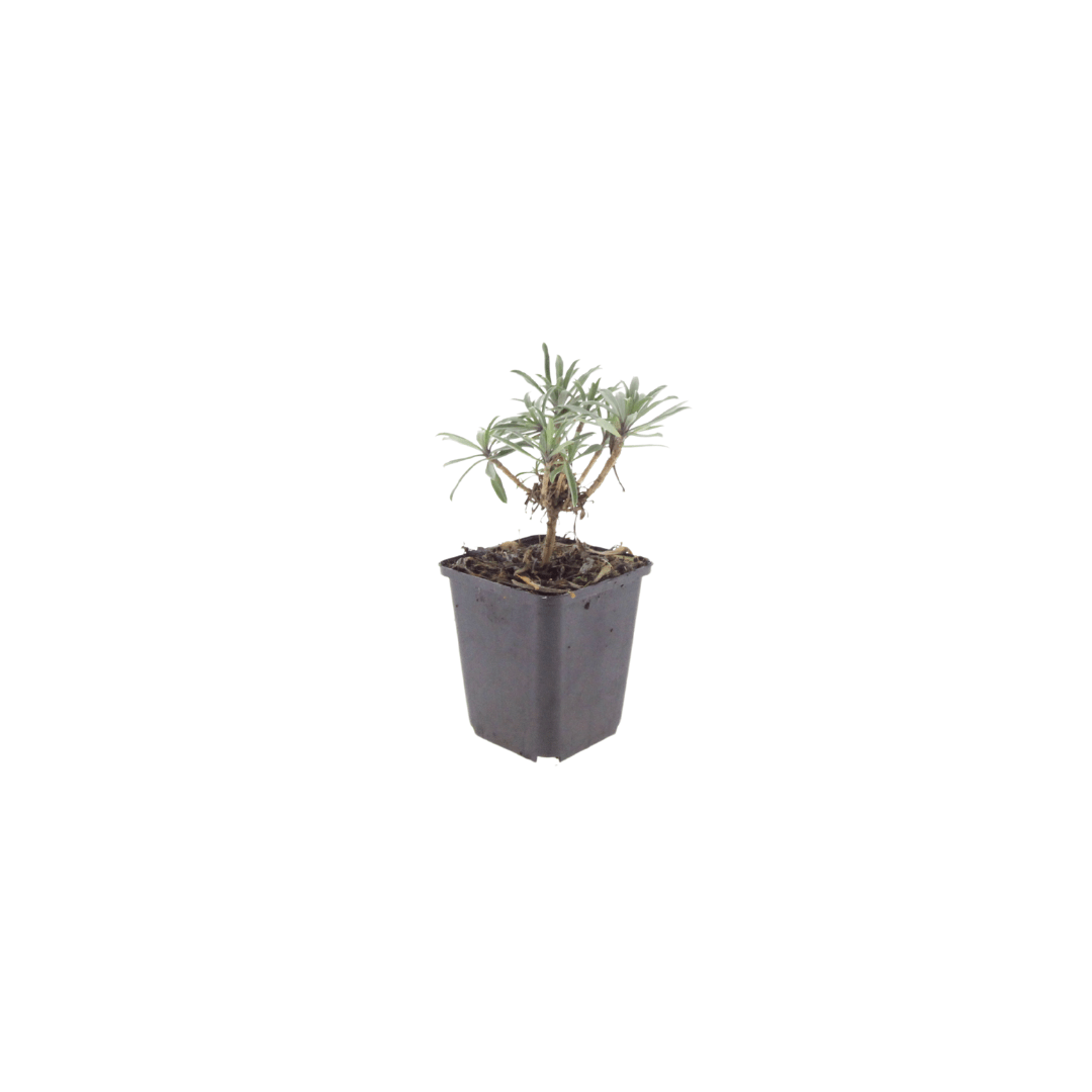 Livraison plante Giroflée mauve