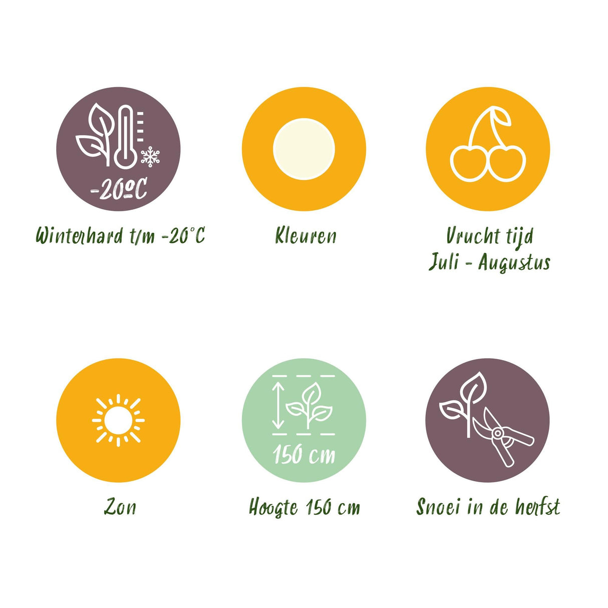 Livraison plante Groseillier à grappes Witte Hollander – Lot de 6 – Pot 9 cm