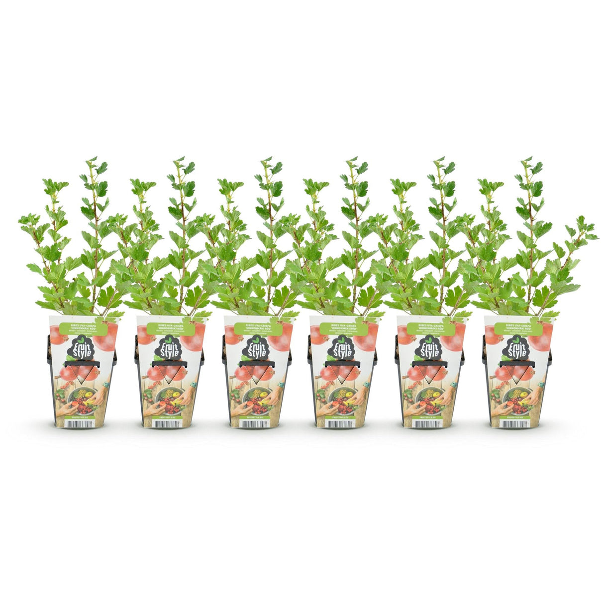 Livraison plante Groseillier à maquereau Hinnonmäki Röd – Lot de 6 – Pot 9 cm