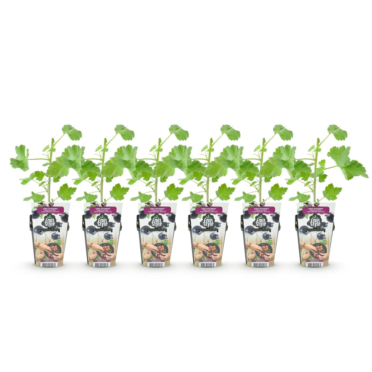 Livraison plante Groseillier Jostabes – Lot de 6 – Pot 9 cm