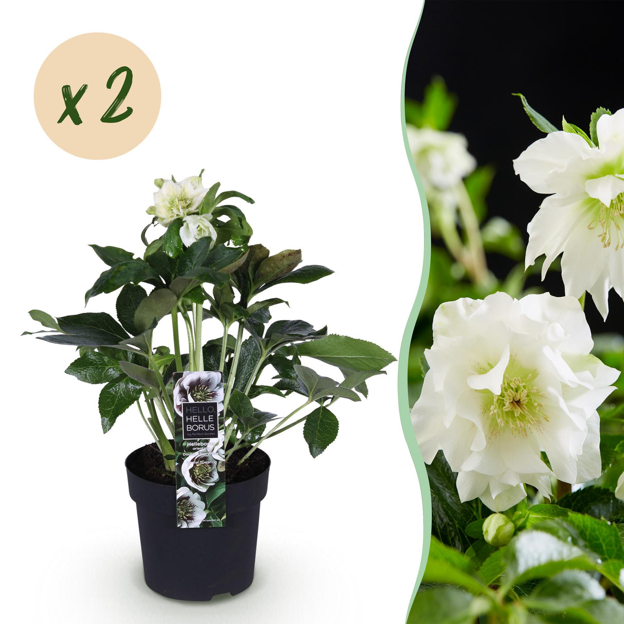 Livraison plante Hellébore d'Orient Double Ellen White – Lot de 2 – Pot 14 cm
