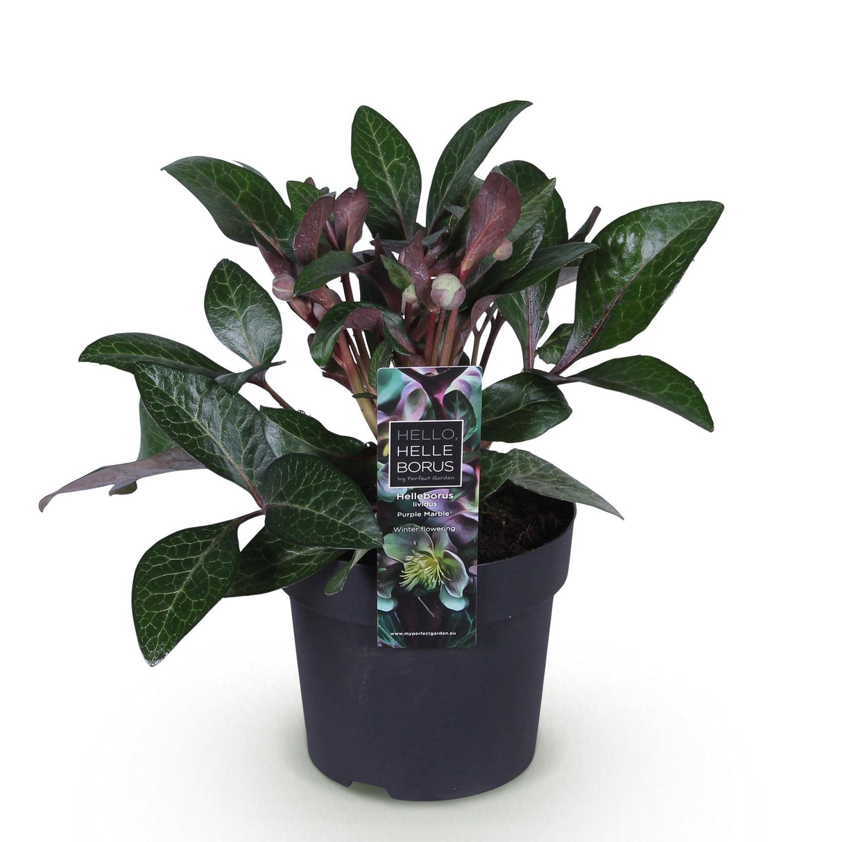 Livraison plante Hellébore livida Purple Marble – Pot 14 cm – Hauteur 35 cm