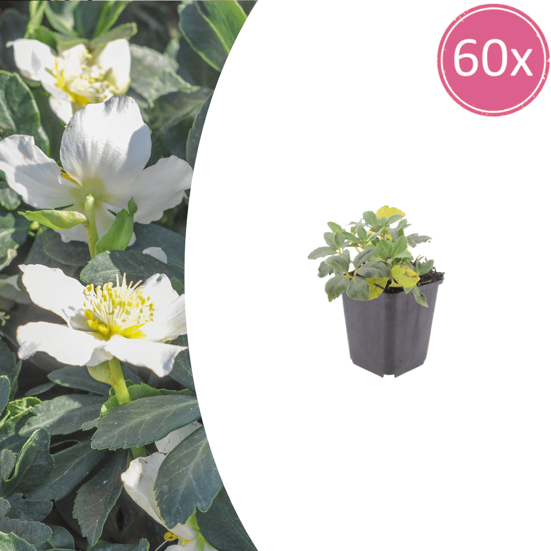 Livraison plante Hellebore oriental