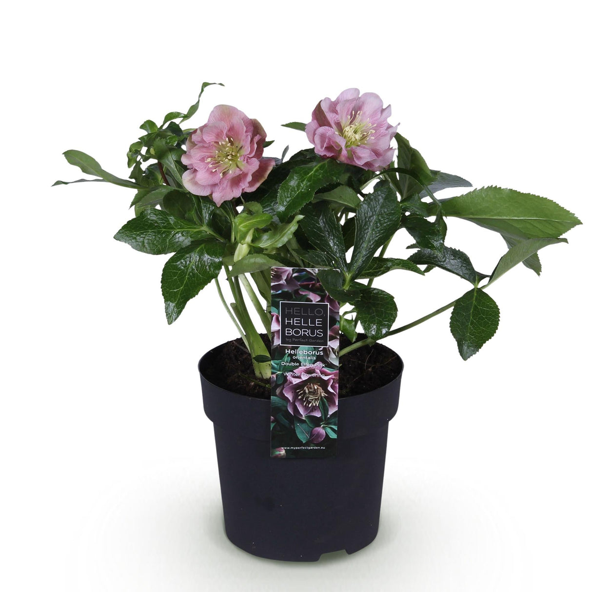 Livraison plante Hellébore orientale Double Ellen Pink – Pot 14 cm