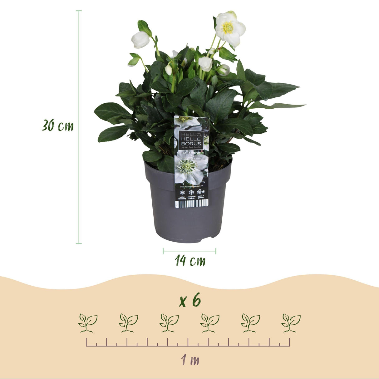 Livraison plante Helleborus Christmas Carol – Lot de 2 – Pot 14 cm