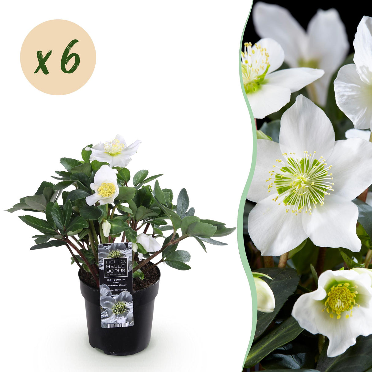 Livraison plante Helleborus Christmas Carol – Lot de 6 – Pot 10,5 cm