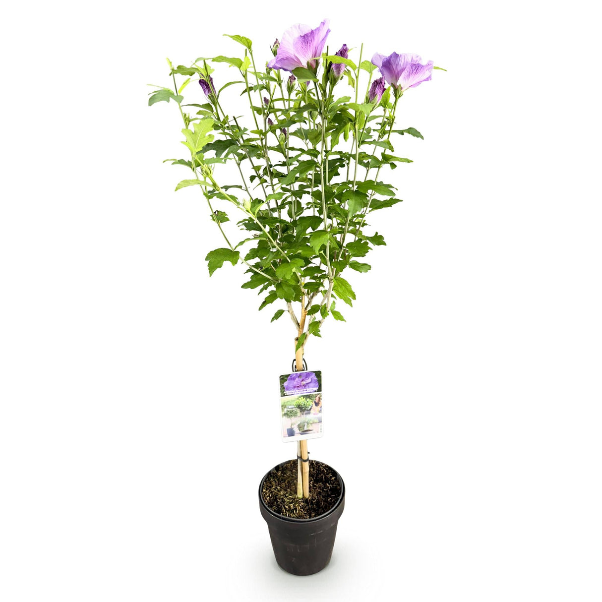 Livraison plante Hibiscus Lavendor Chiffon – Pot 19 cm – Hauteur 90 cm