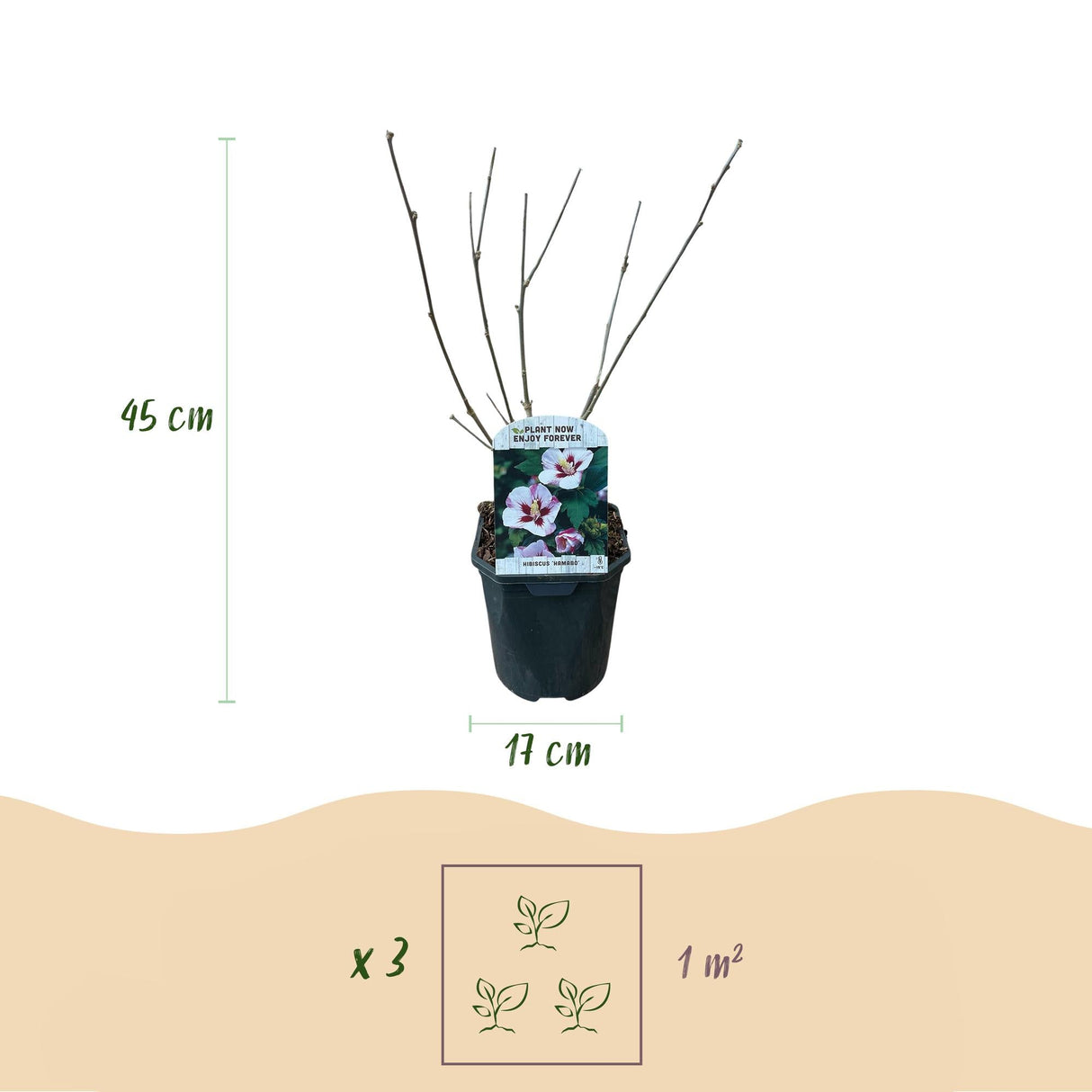 Livraison plante Hibiscus syriacus Hamabo – Pot 17 cm – Hauteur 45 cm