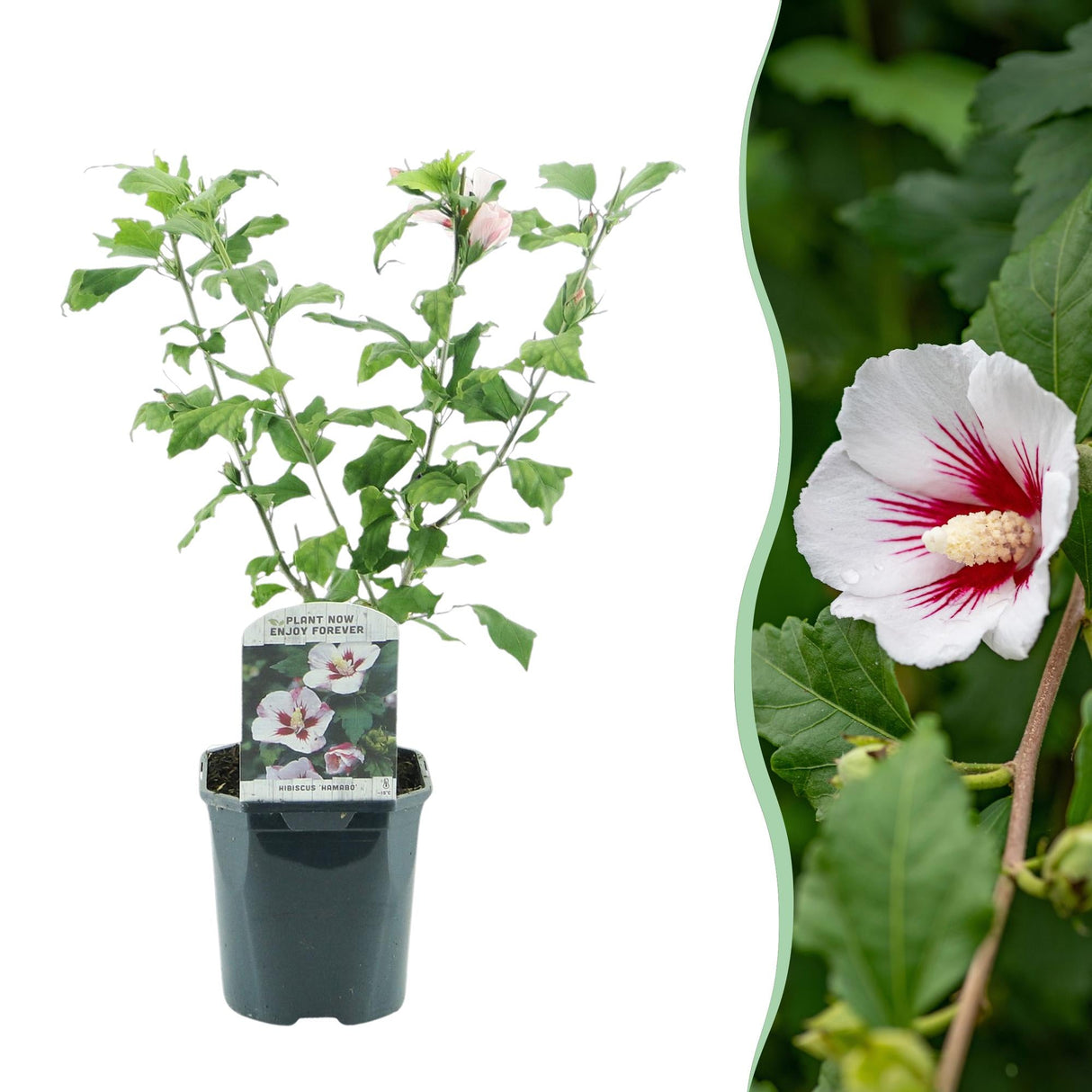 Livraison plante Hibiscus syriacus Hamabo – Pot 17 cm – Hauteur 45 cm