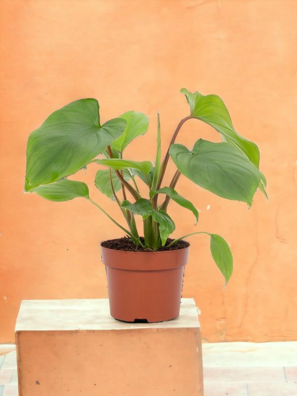 Livraison plante Homalomena Rubescens Maggy