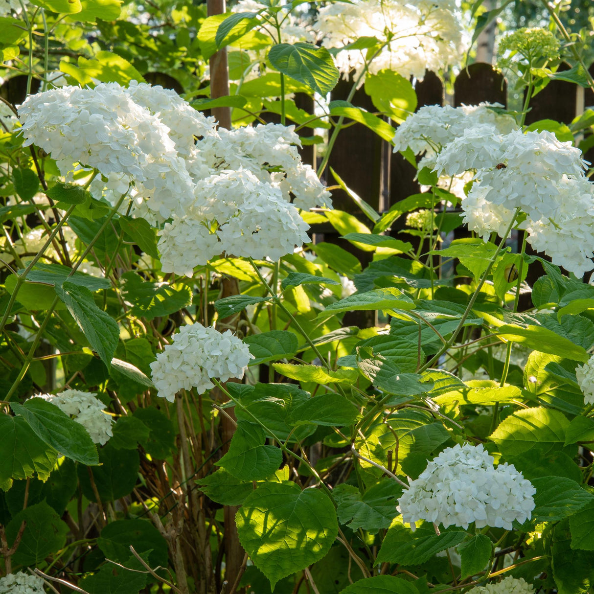 Livraison plante Hortensia Annabelle – Lot de 1 – Pot 17 cm – Hauteur 50 cm