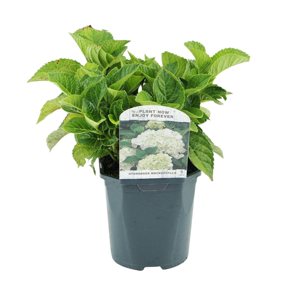 Livraison plante Hortensia blanc – Lot de 3 – Pot 17 cm – Hauteur 30 cm