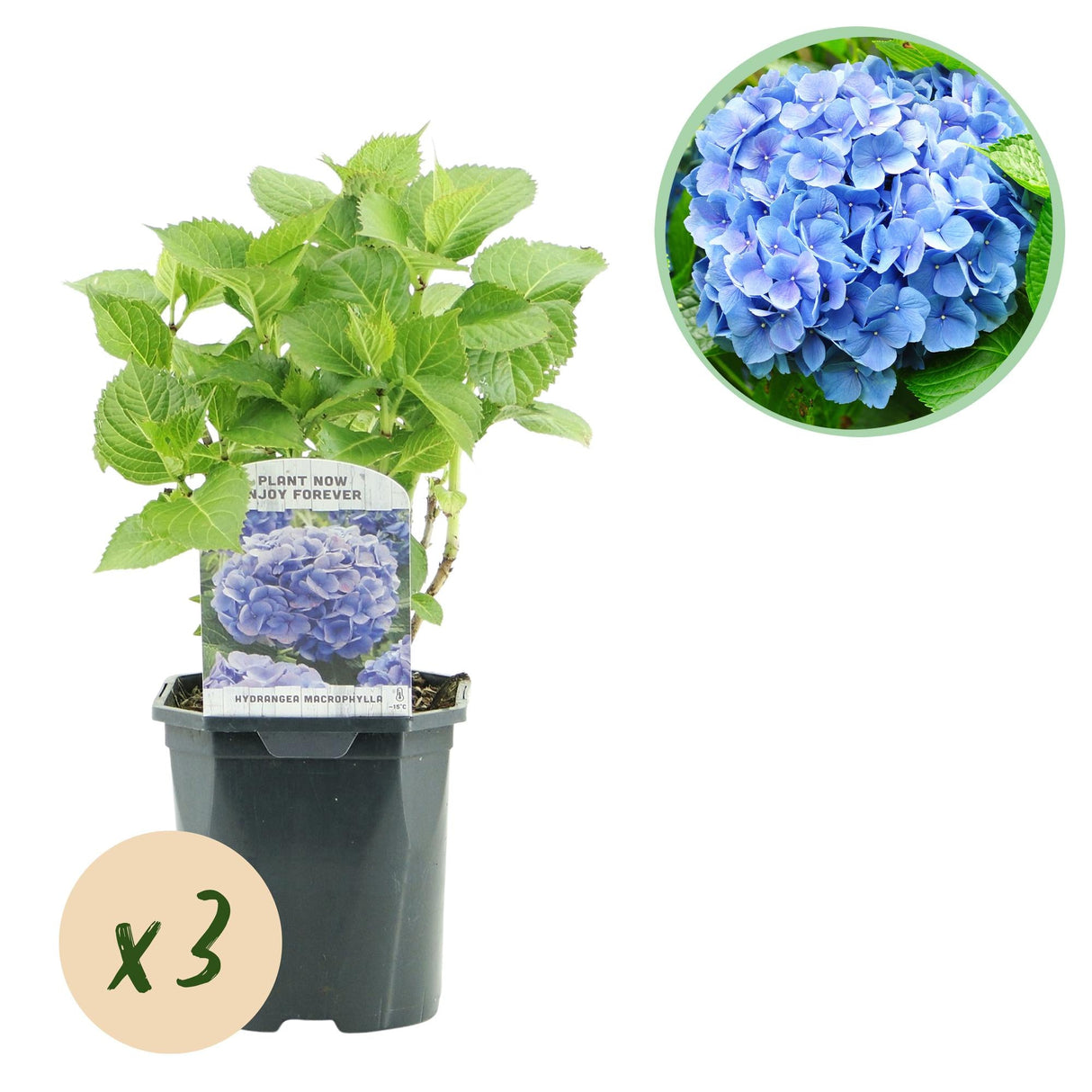 Livraison plante Hortensia Blauw – Lot de 3 – Pot 17 cm – Hauteur 30 cm