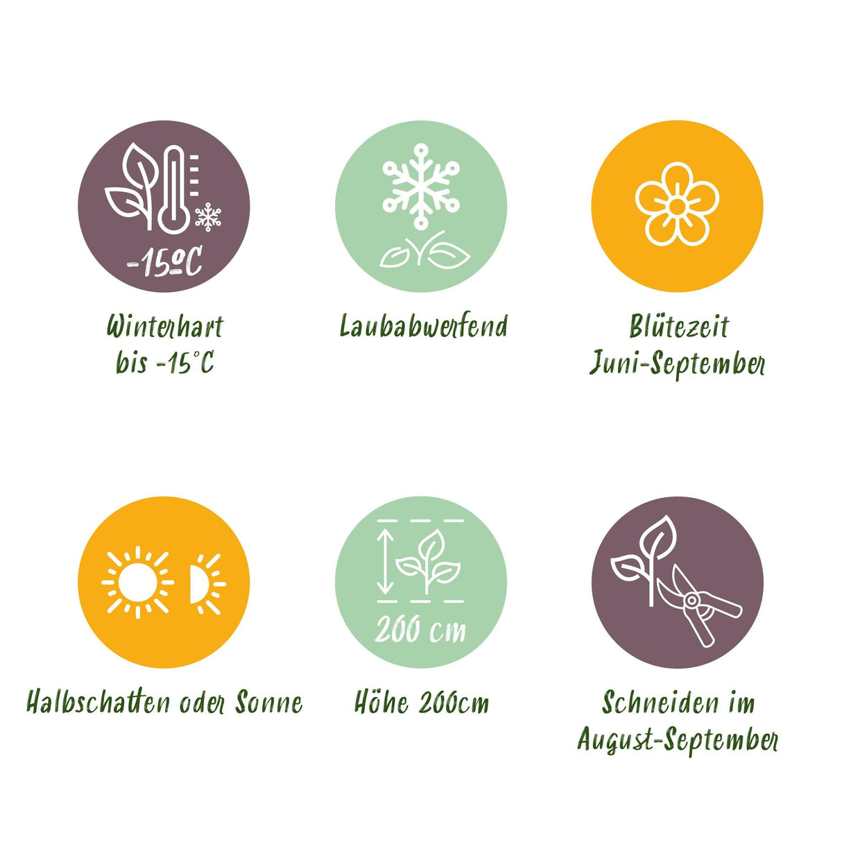 Livraison plante Hortensia Blue – Lot de 1 – Pot 17 cm – Hauteur 30 cm