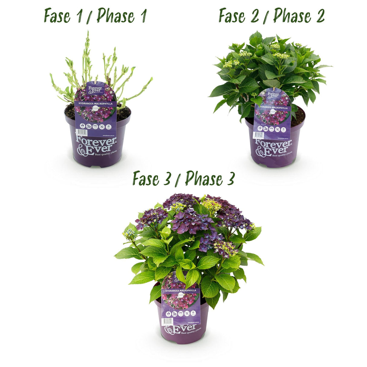 Livraison plante Hortensia Forever & Ever – Lot de 2 – Pot 23 cm