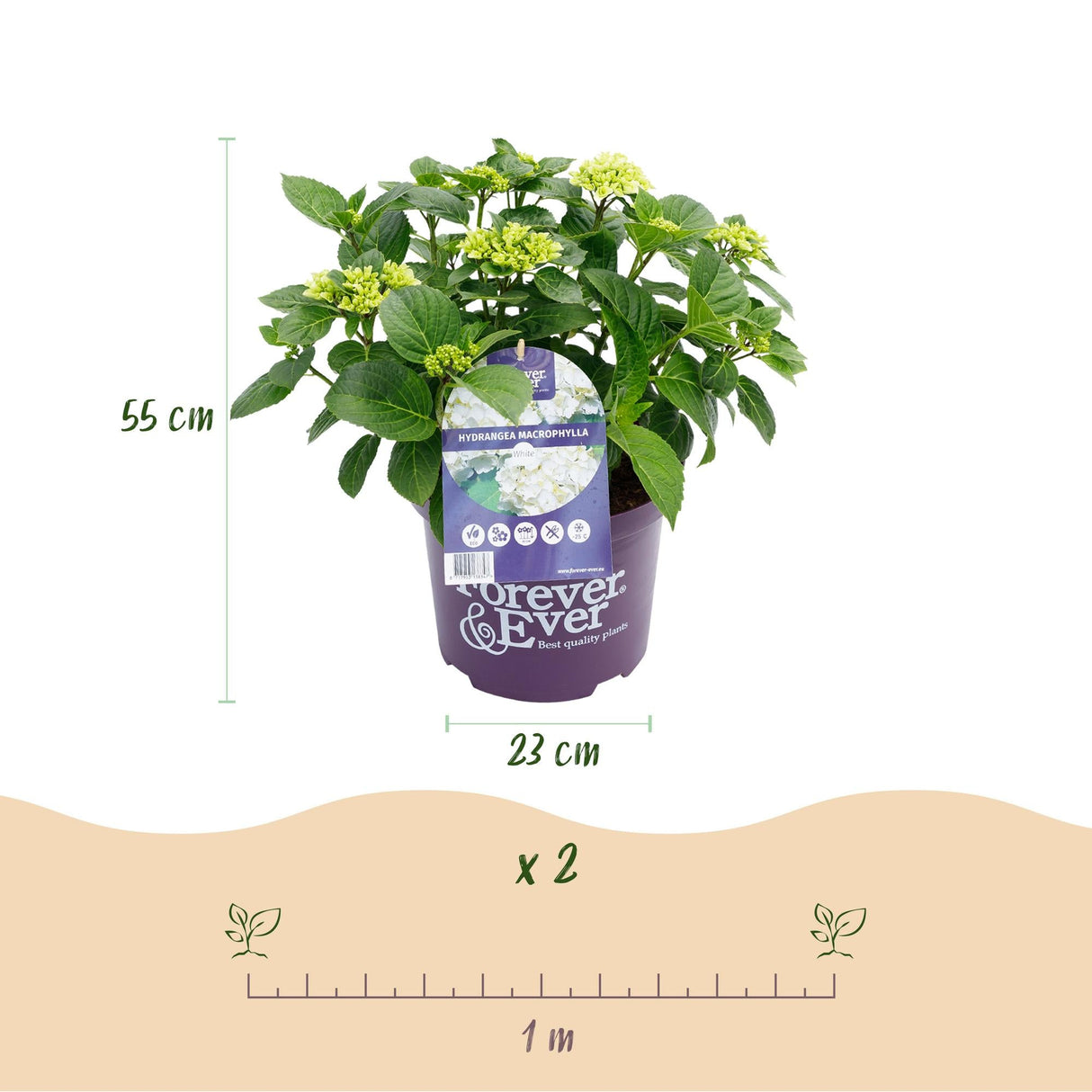 Livraison plante Hortensia Forever & Ever – Lot de 2 – Pot 23 cm