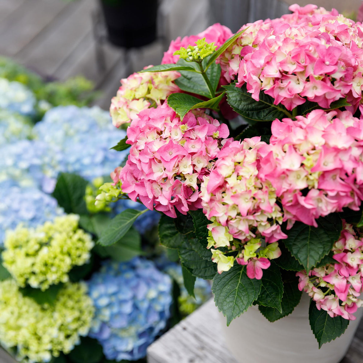 Livraison plante Hortensia Forever & Ever – Lot de 2 – Pot 23 cm