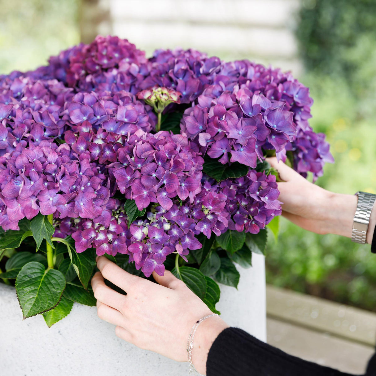 Livraison plante Hortensia Forever & Ever – Lot de 2 – Pot 23 cm