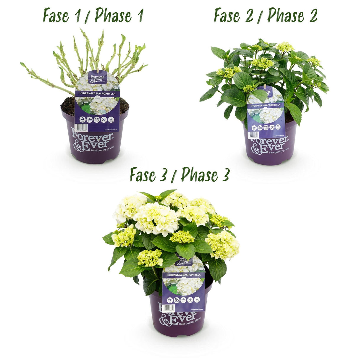 Livraison plante Hortensia Forever & Ever – Lot de 2 – Pot 23 cm