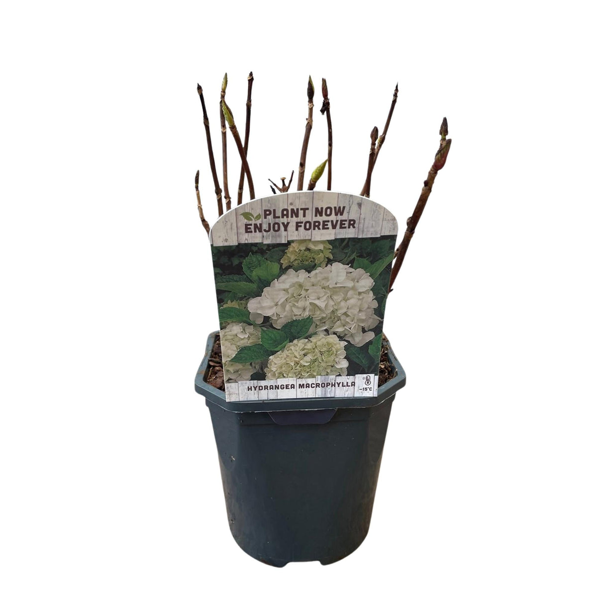 Livraison plante Hortensia Macrophylla Blanc – Pot 17 cm – Hauteur 30 cm