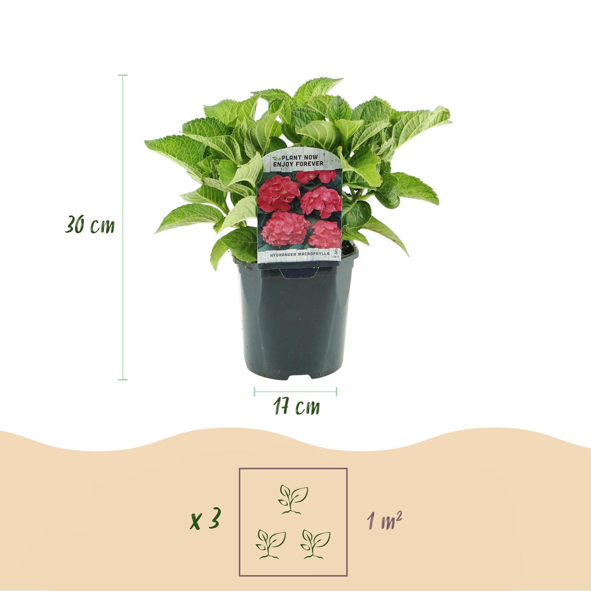 Livraison plante Hortensia macrophylla Rouge – Pot 17 cm – Hauteur 30 cm