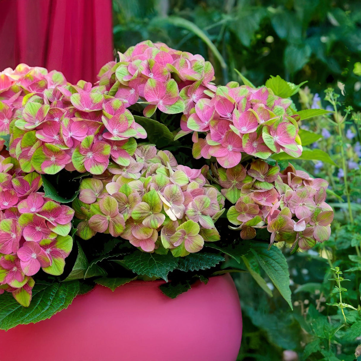 Livraison plante Hortensia Magical Green Fire – Lot de 2 – Pot 23 cm