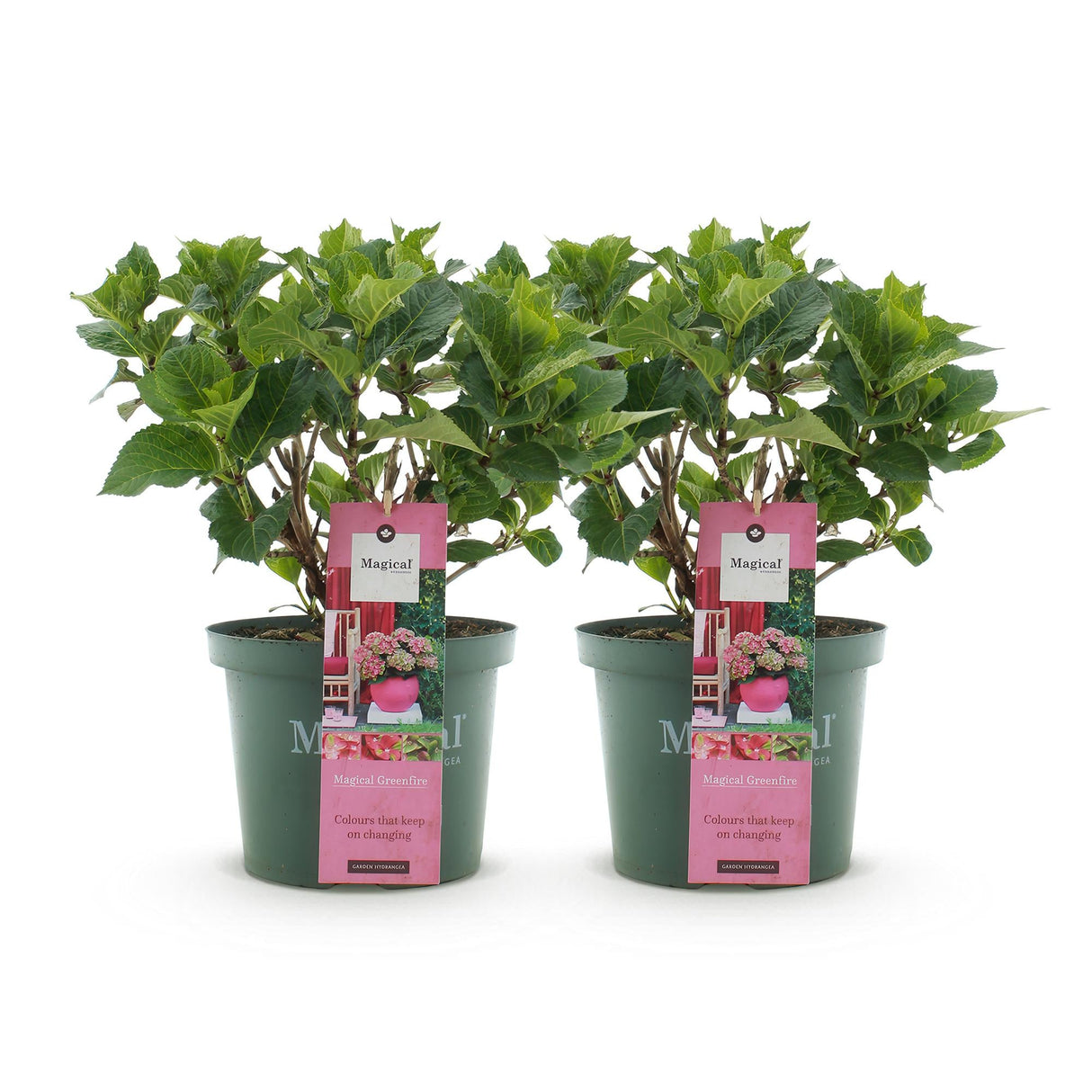 Livraison plante Hortensia Magical Green Fire – Lot de 2 – Pot 23 cm