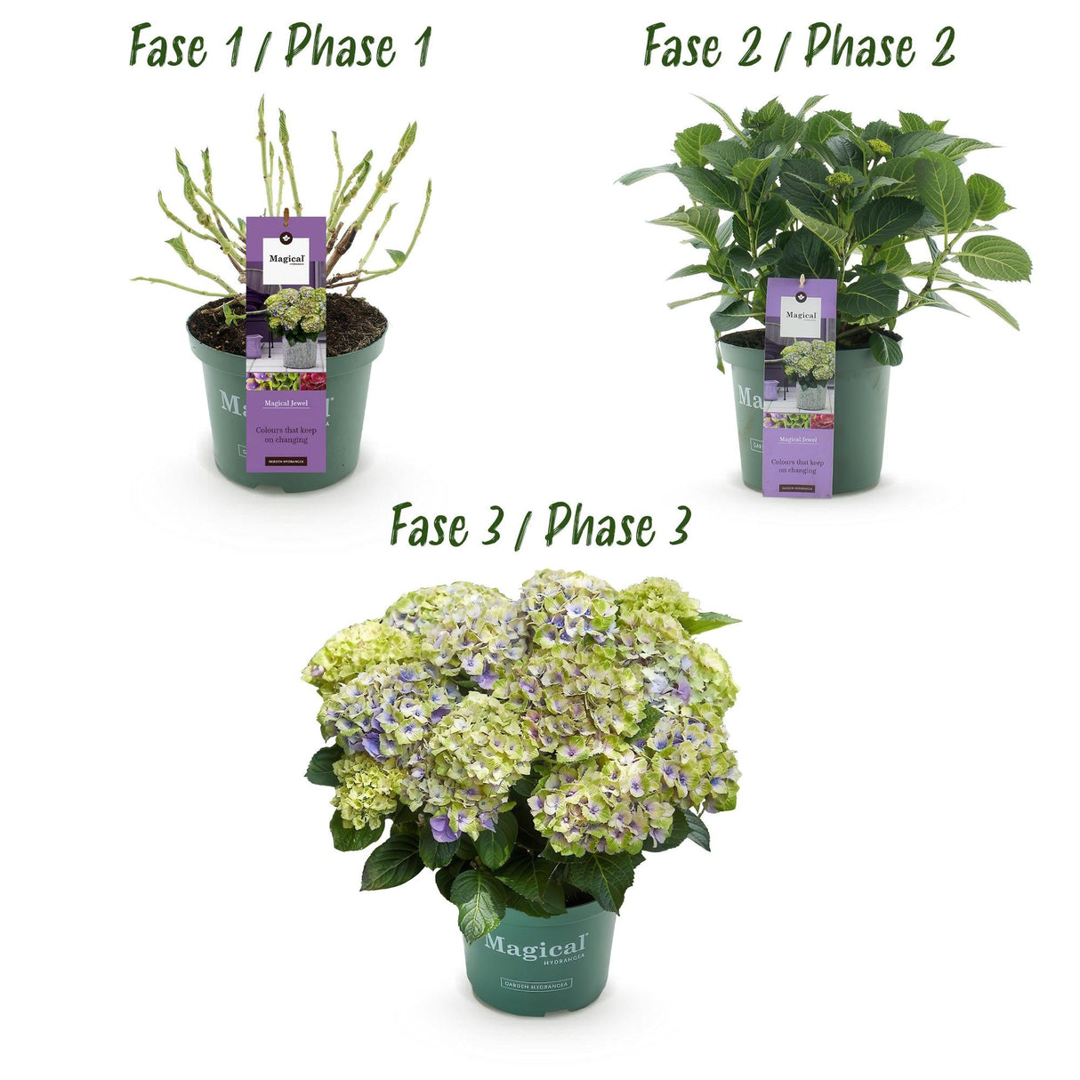 Livraison plante Hortensia Magical Jewel Blue – Lot de 2 – Pot 23 cm