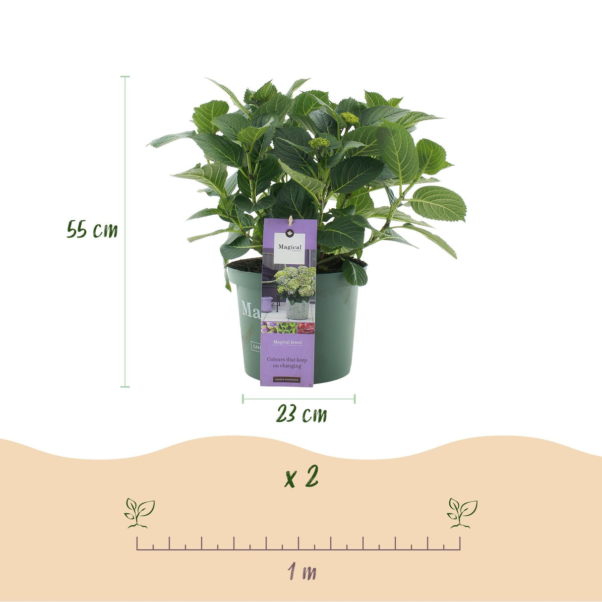 Livraison plante Hortensia Magical Jewel Blue – Pot 23 cm – Hauteur 55 cm