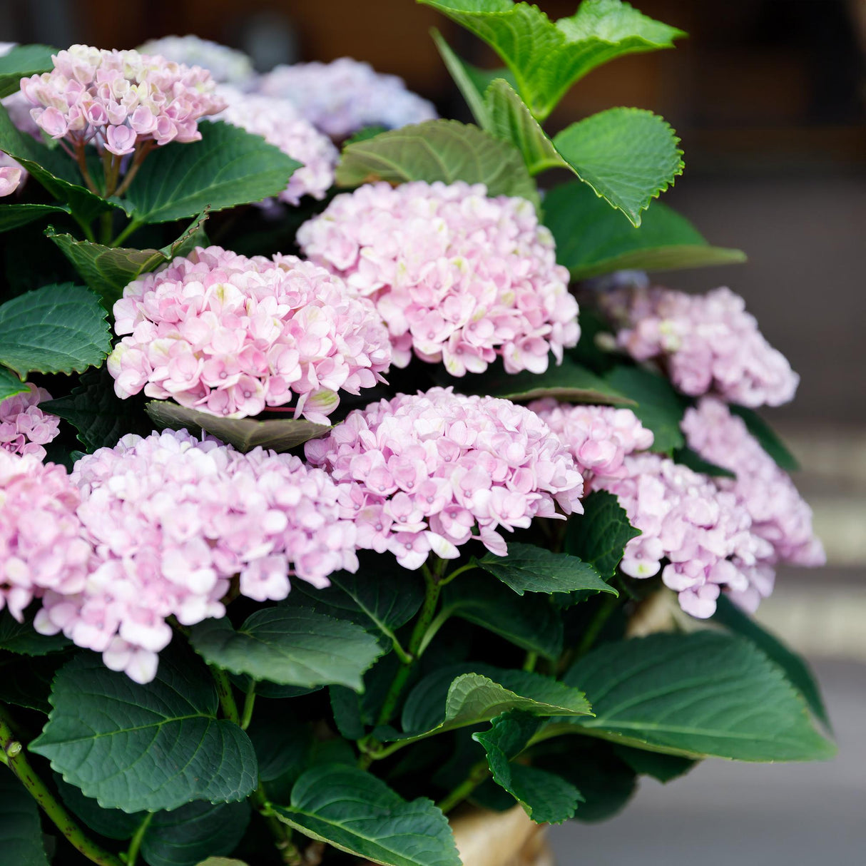 Livraison plante Hortensia Magical Revolution Pink – Hauteur 55 cm