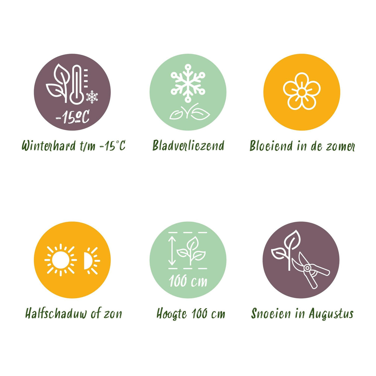 Livraison plante Hortensia Magical Revolution Pink – Lot de 2 – Pot 23 cm