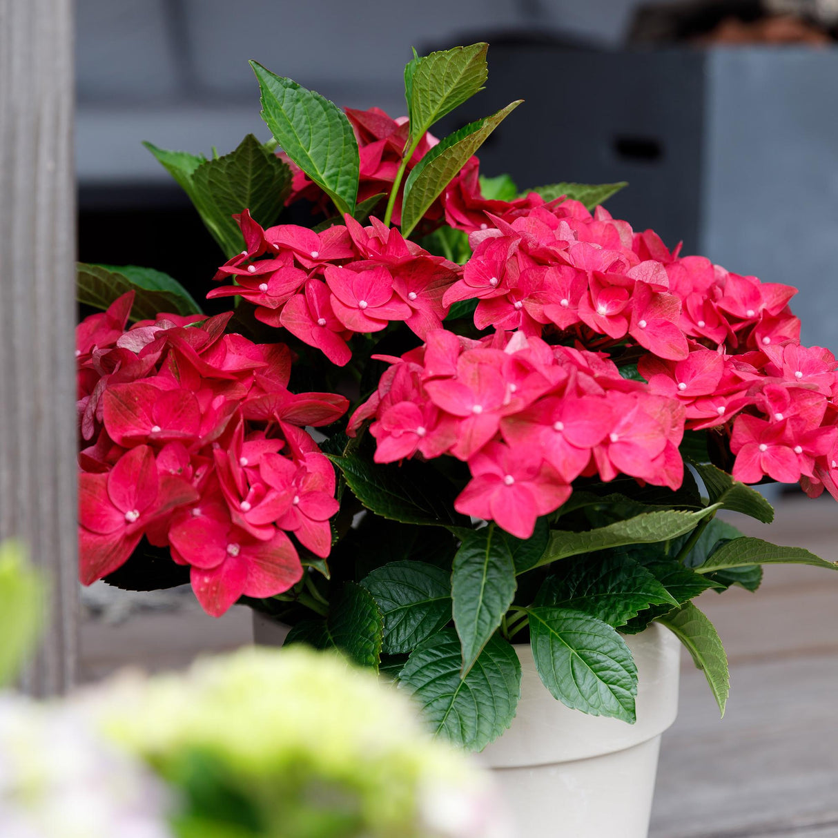 Livraison plante Hortensia Ruby Tuesday et Saphire – Lot de 2 – Pot 23 cm