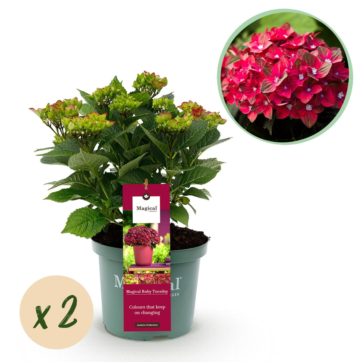 Livraison plante Hortensia Ruby Tuesday et Saphire – Lot de 2 – Pot 23 cm