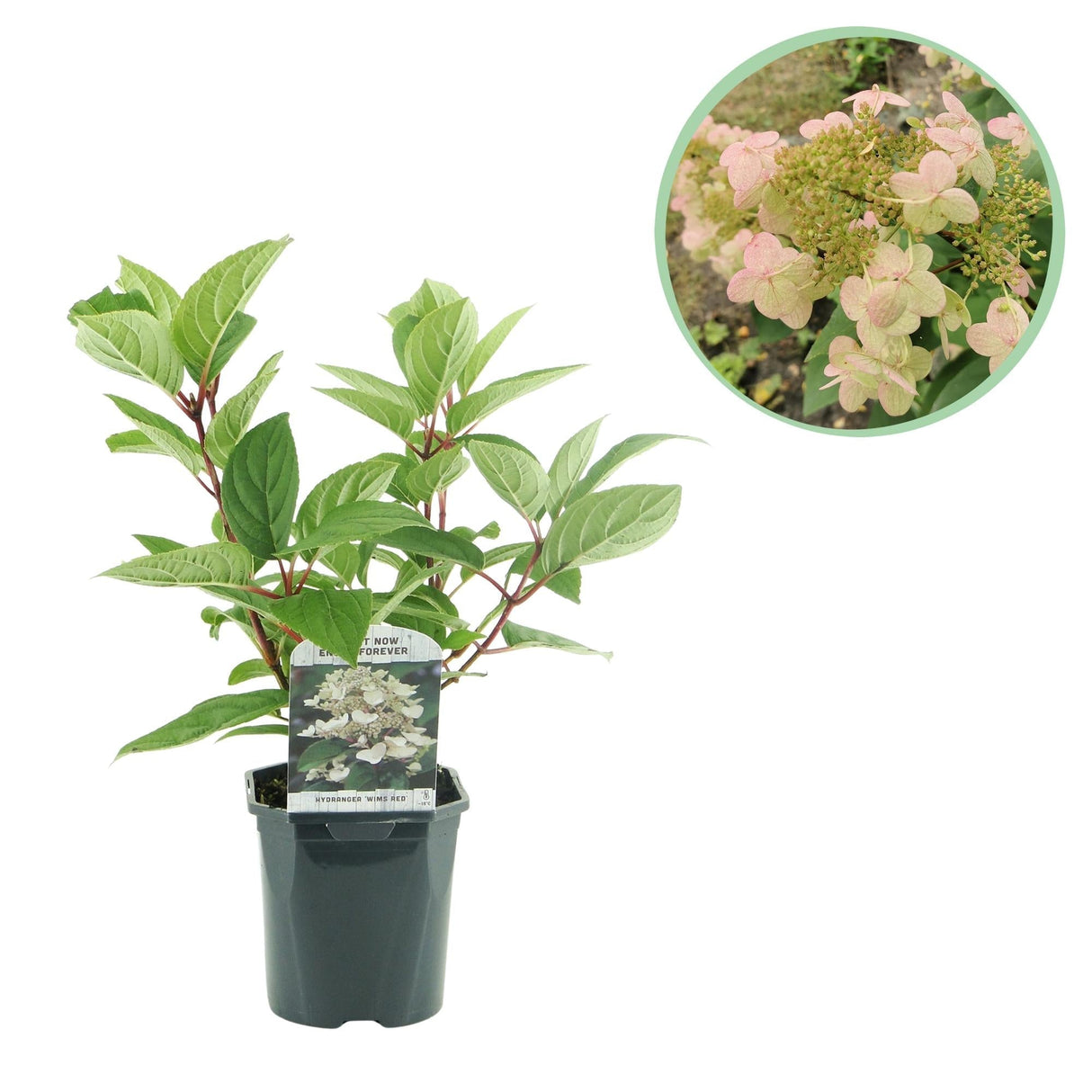 Livraison plante Hortensia Wims Red x1
