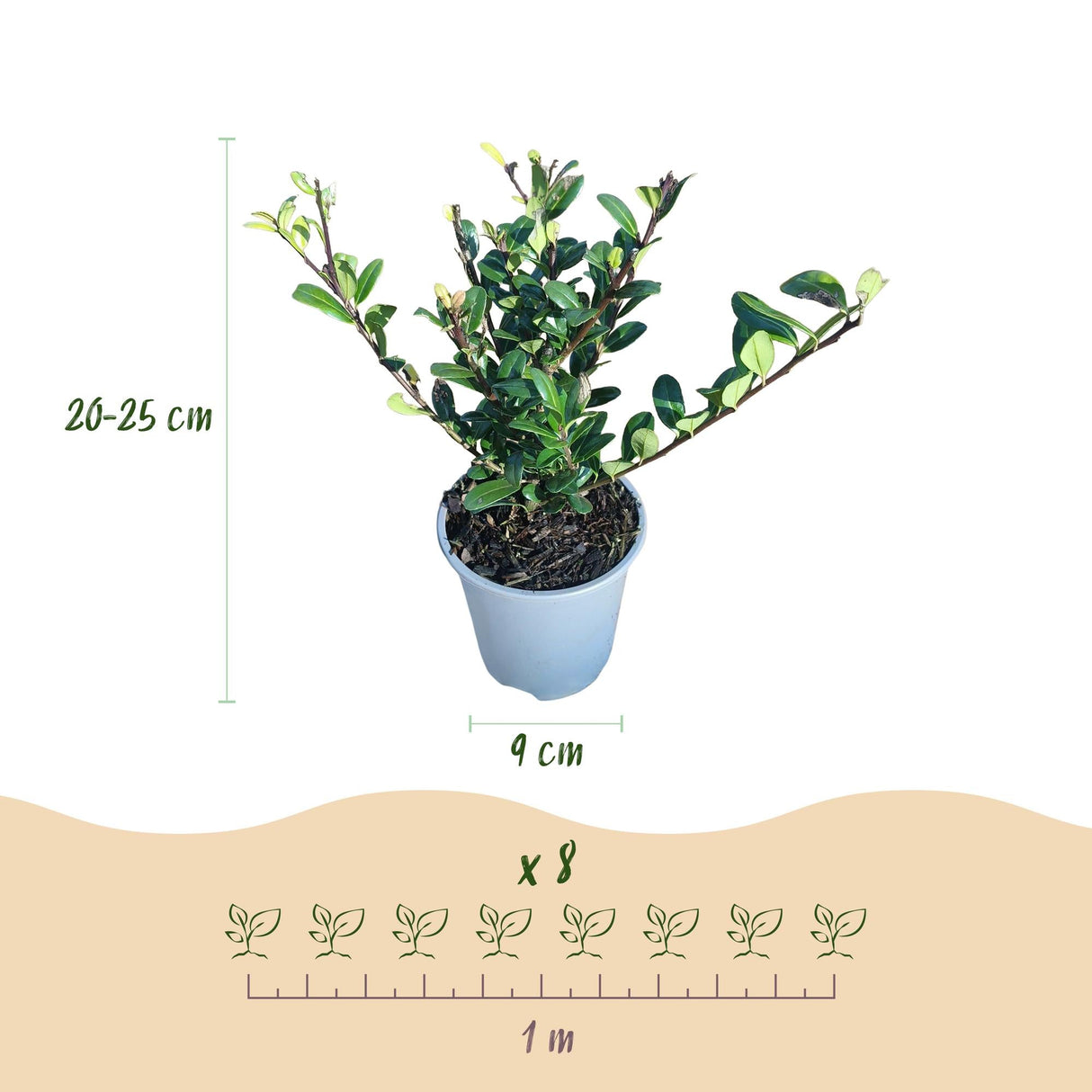 Livraison plante Ilex crenata Caroline Upright – Lot de 8 – Pot 9 cm