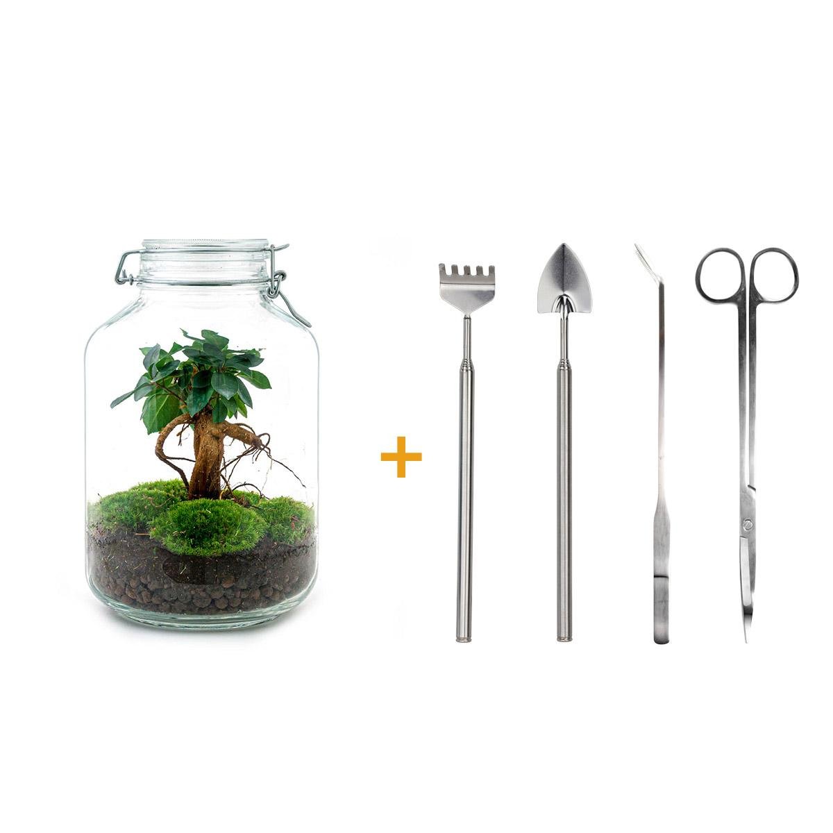 Livraison plante Kit terrarium DIY - OSLO