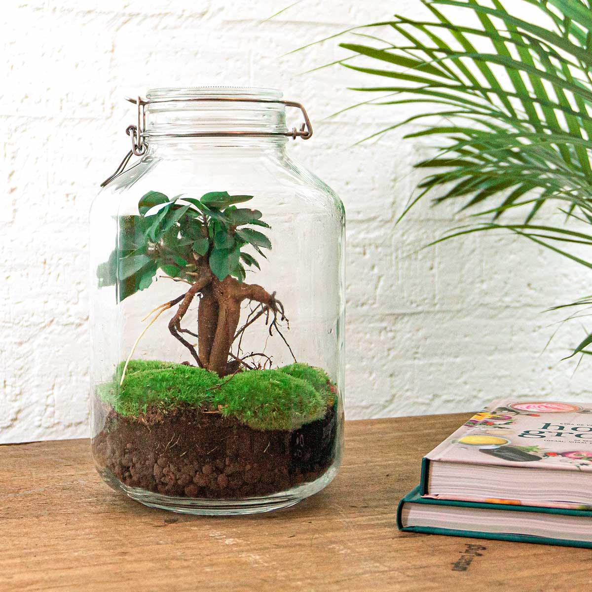 Livraison plante Kit terrarium DIY - OSLO
