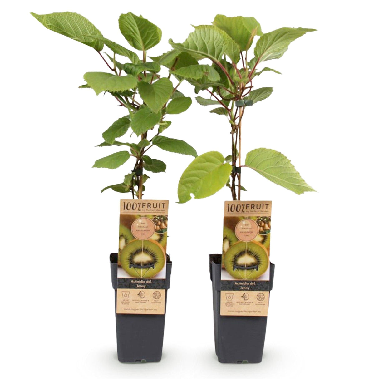 Livraison plante Kiwi Jenny – Lot de 2 – Pot 15 cm – Hauteur 50 cm