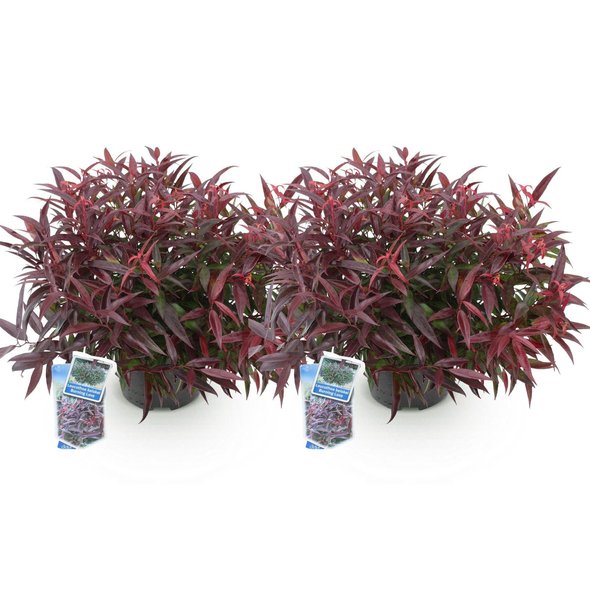 Livraison plante Leucothoe Burning Love – Lot de 2 – Pot 17cm – Hauteur 45 cm