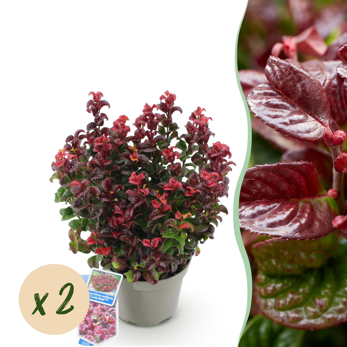 Livraison plante Leucothoe Curly Red – Lot de 2 – Pot 17 cm – Hauteur 40 cm