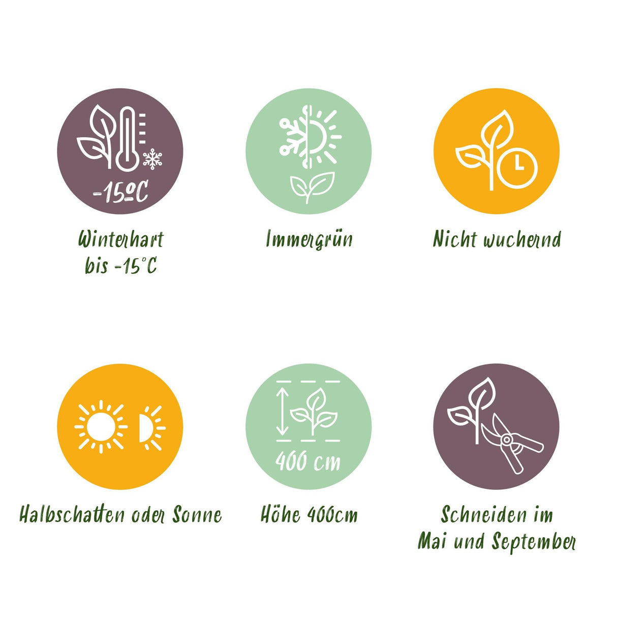 Livraison plante Ligustrum ovalifolium – Lot de 8 – Pot 9 cm – Hauteur 35 cm