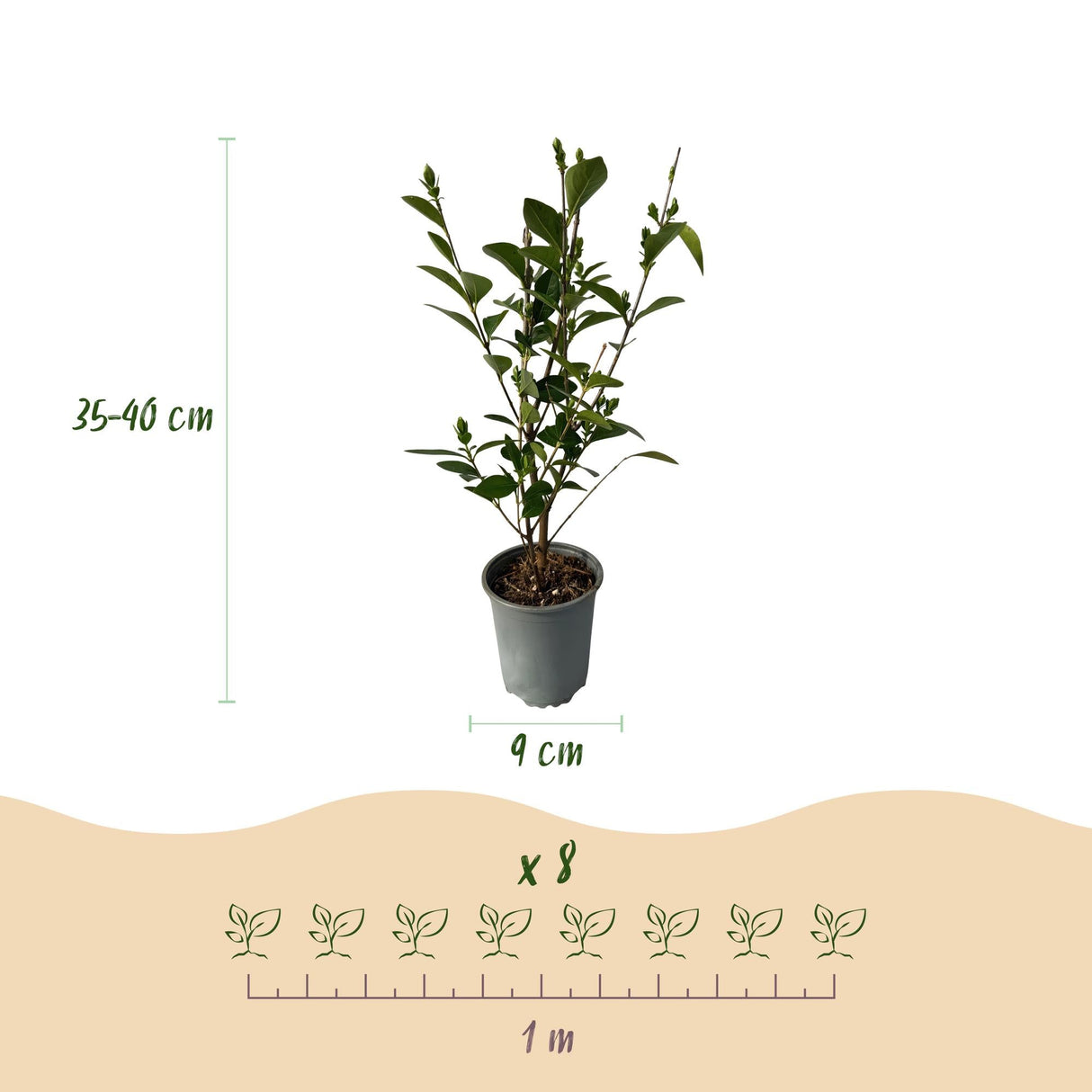 Livraison plante Ligustrum ovalifolium – Lot de 8 – Pot 9 cm – Hauteur 35 cm