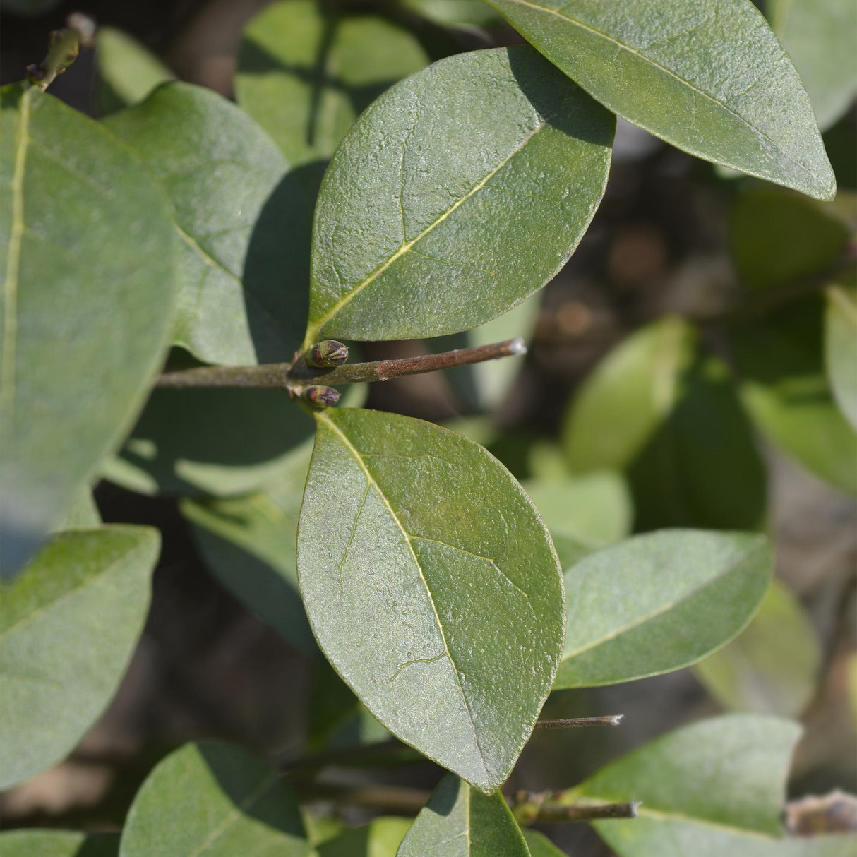 Livraison plante Ligustrum ovalifolium – Lot de 8 – Pot 9 cm – Hauteur 35 cm